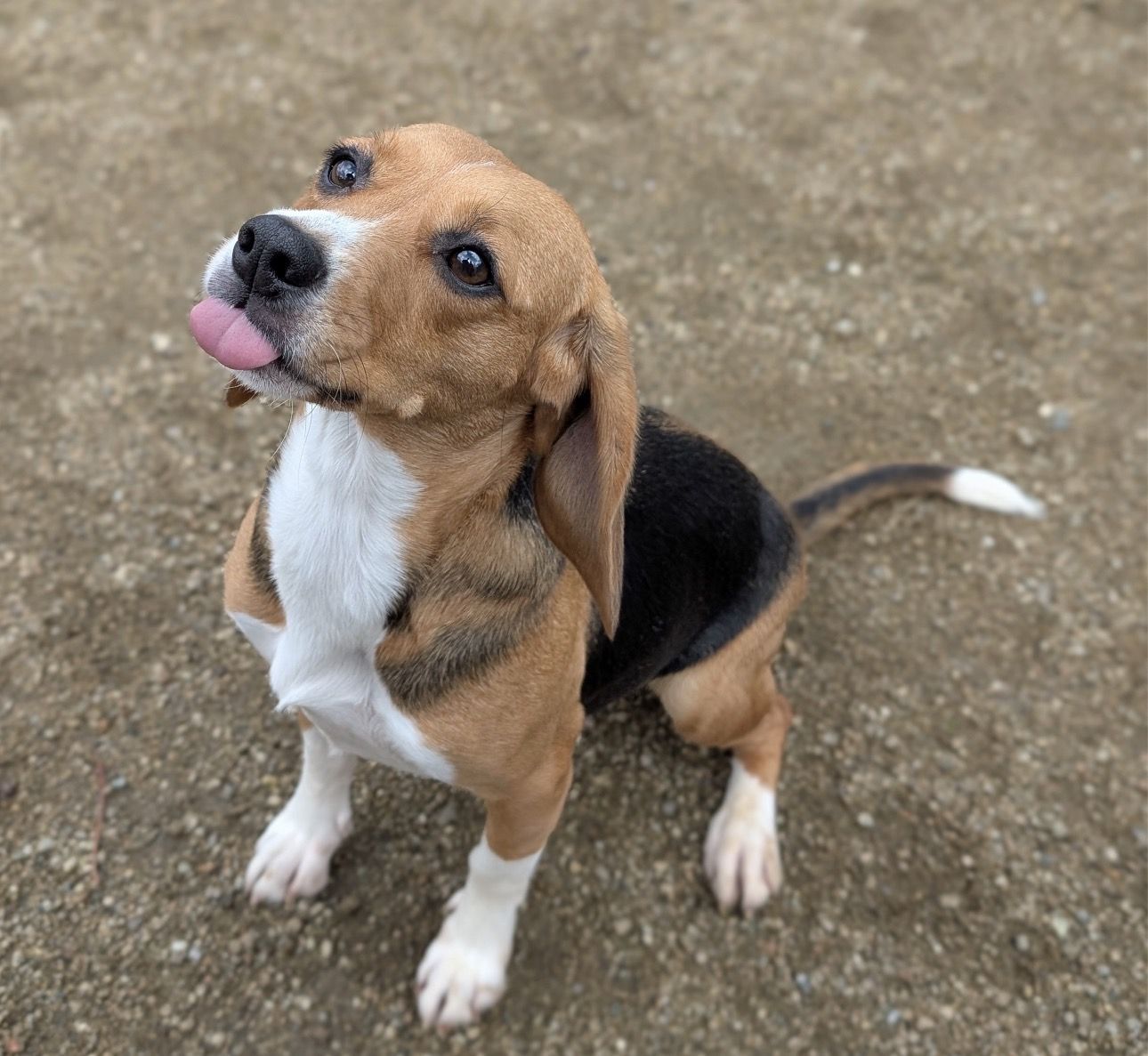 Susi ehem. Hazel, Hündin, 4 Jahre