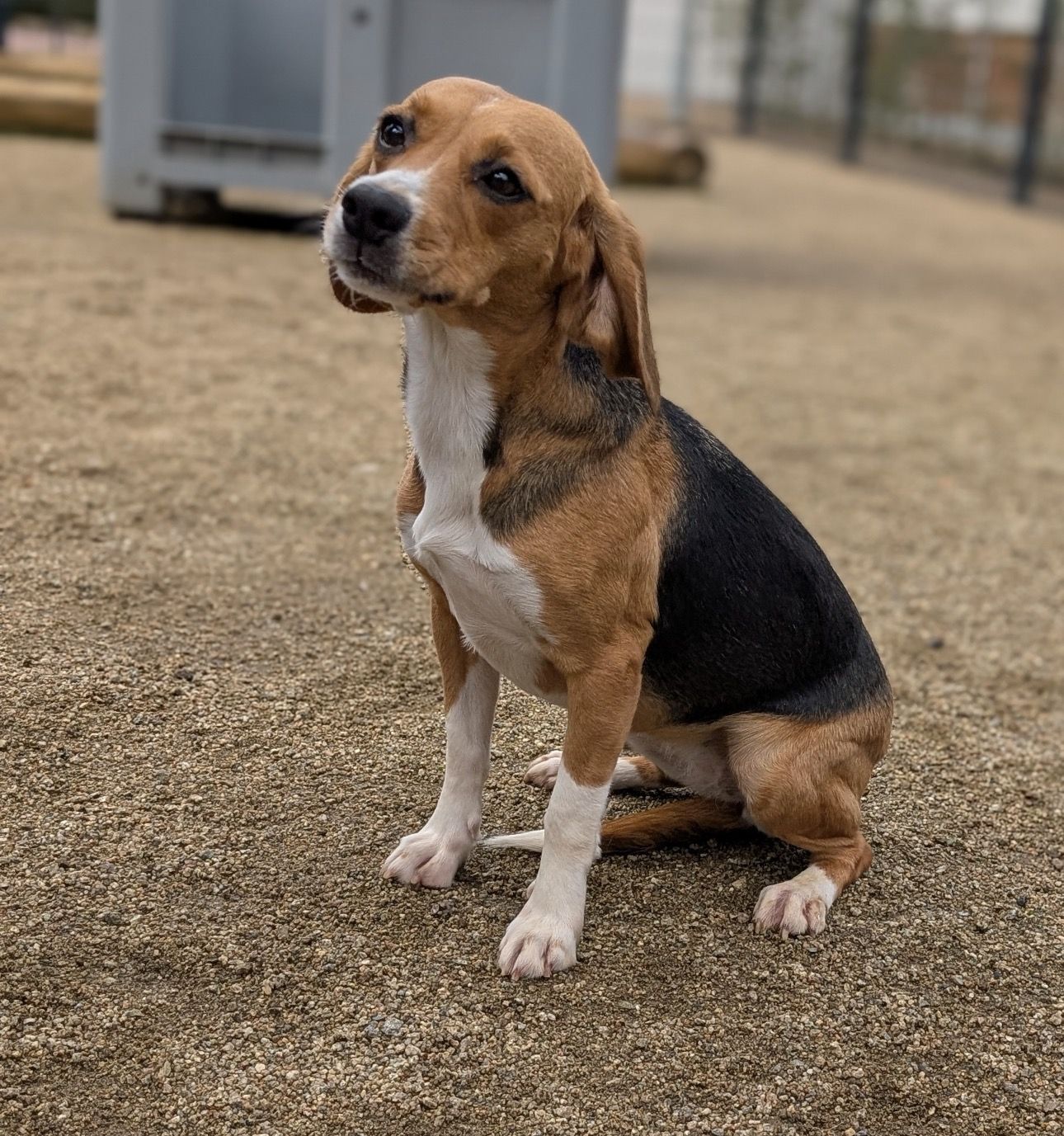 Susi ehem. Hazel, Hündin, 4 Jahre