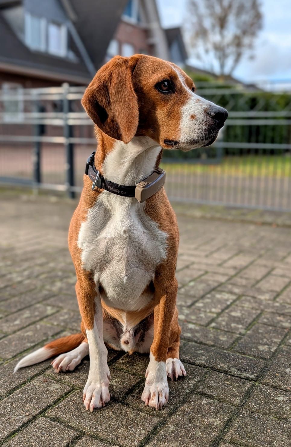 James , Rüde, 4 Jahre