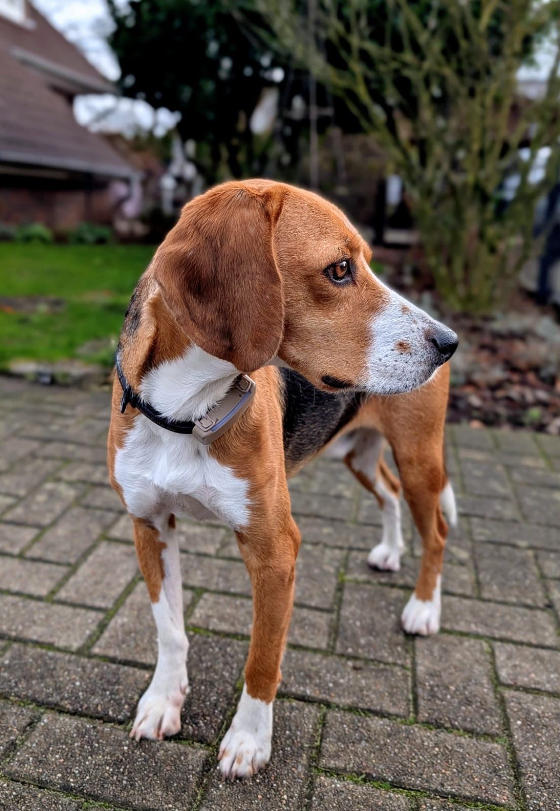 James , Rüde, 4 Jahre