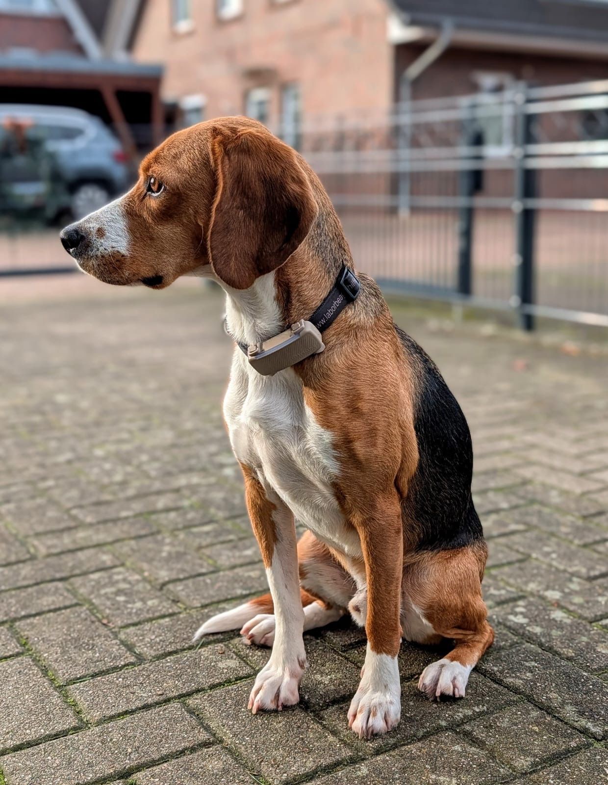 James , Rüde, 4 Jahre