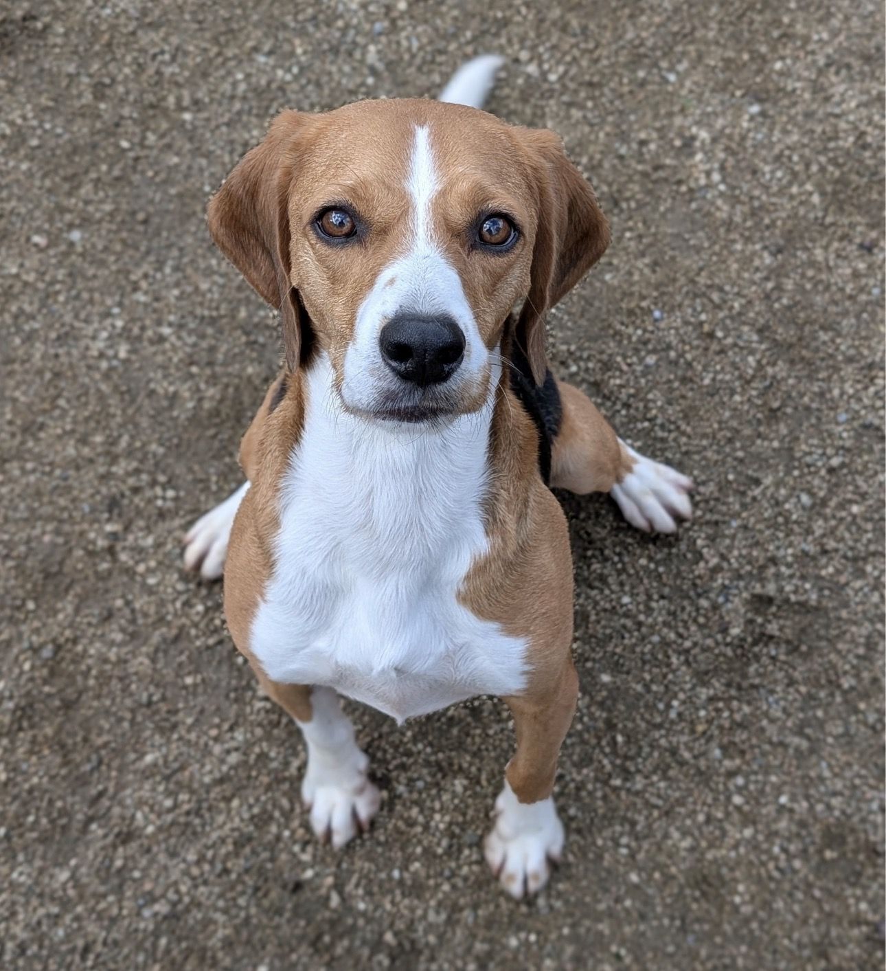 James , Rüde, 4 Jahre