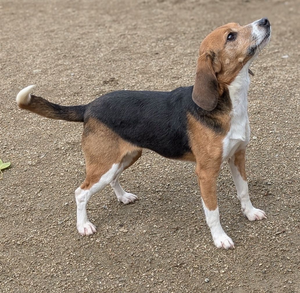 Kara , Hündin, 2 Jahre