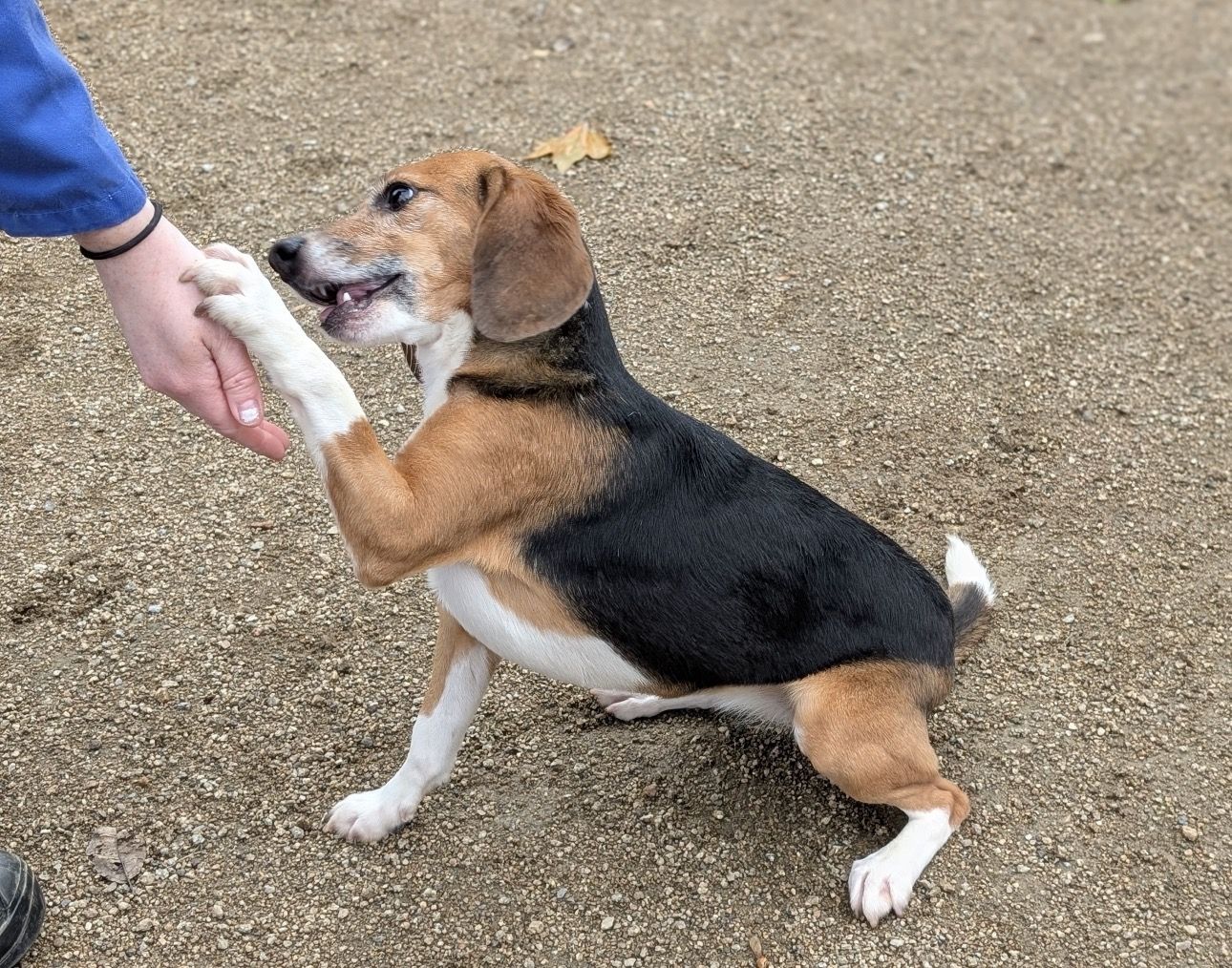 Kara , Hündin, 2 Jahre