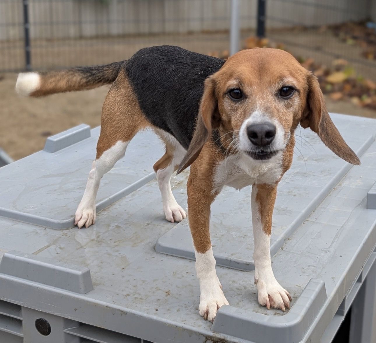 Kara , Hündin, 2 Jahre
