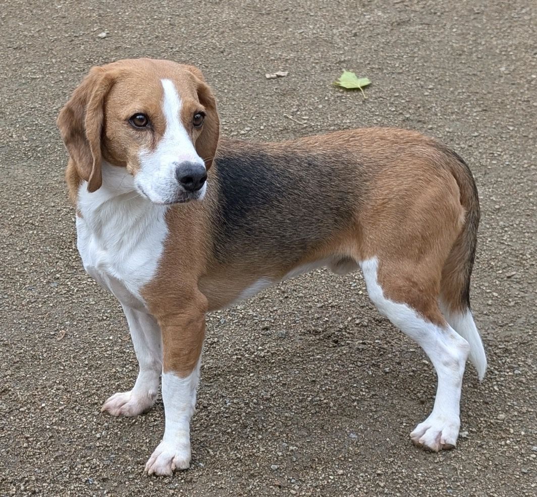 Link, Rüde, 4 Jahre