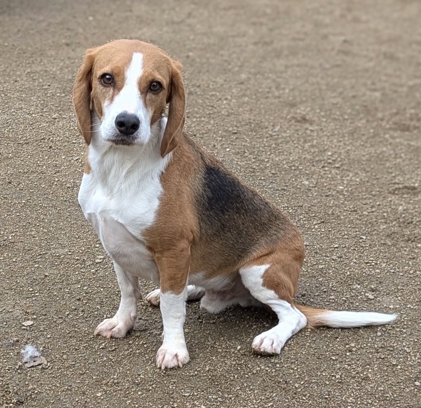 Link, Rüde, 4 Jahre