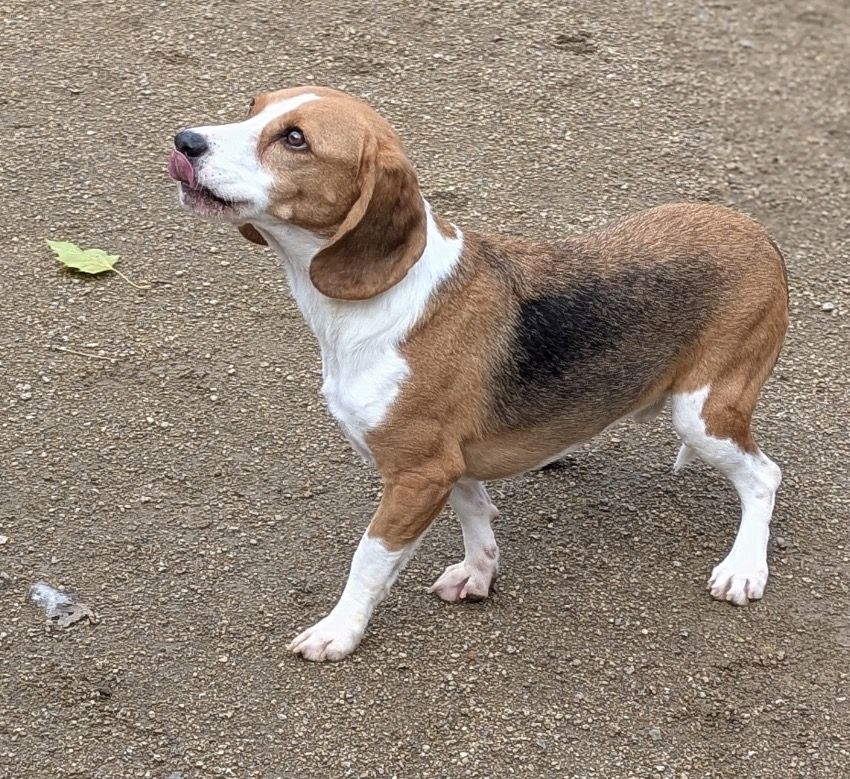 Link, Rüde, 4 Jahre