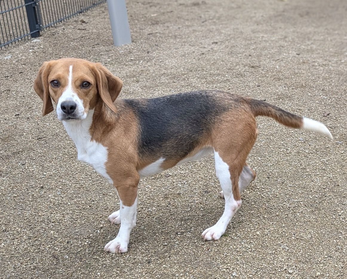 Zelda, Hündin, 4 Jahre