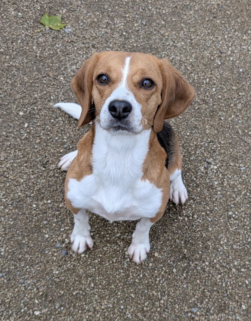 Zelda, Hündin, 4 Jahre