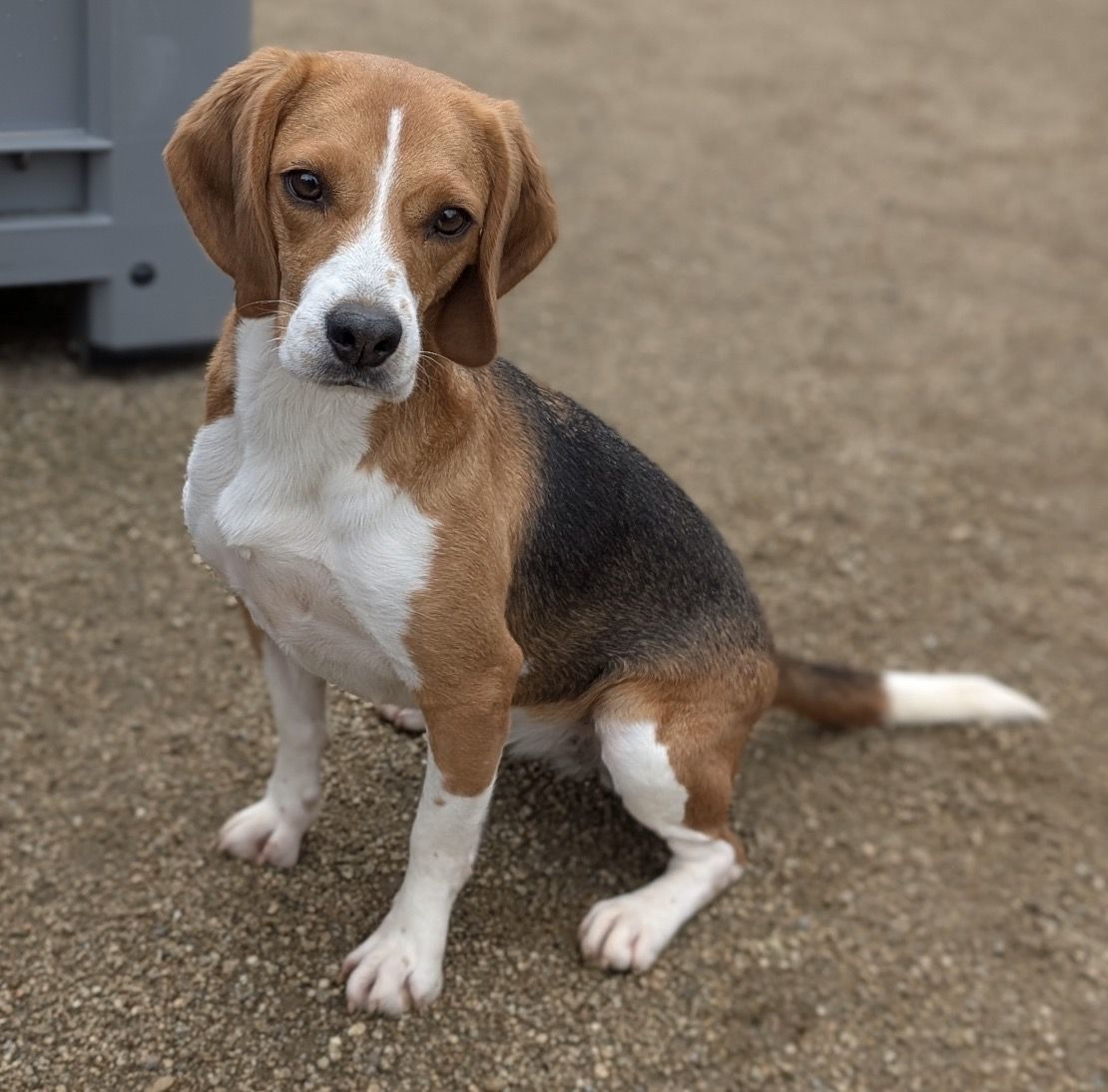 Zelda, Hündin, 4 Jahre