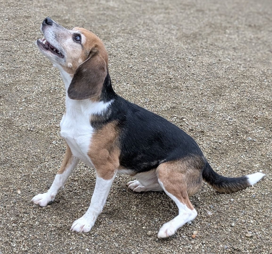 Nero , Rüde, 2 Jahre