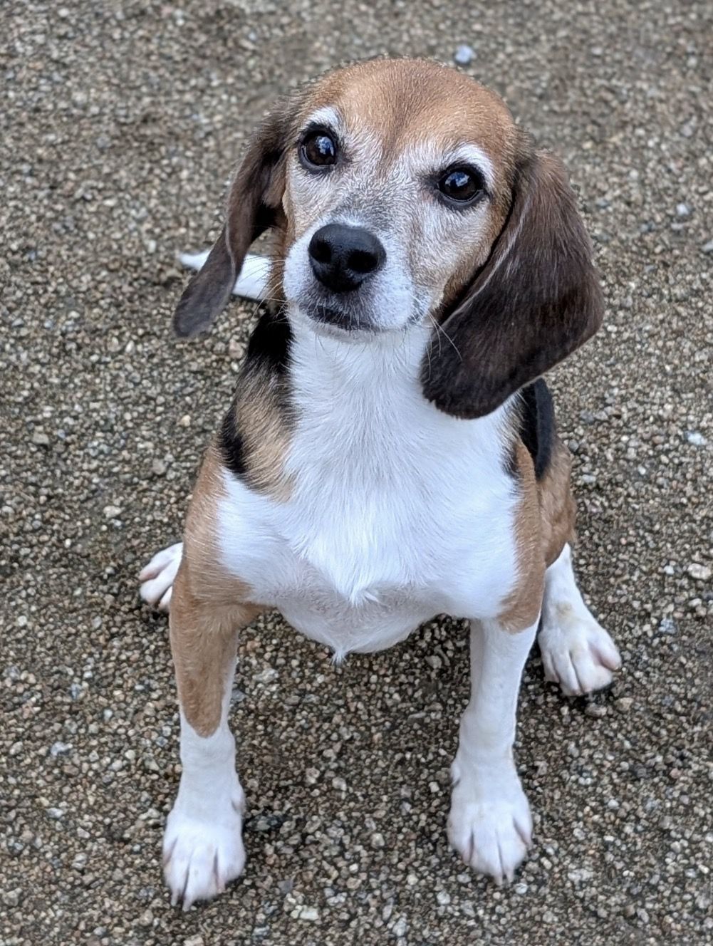 Nero , Rüde, 2 Jahre