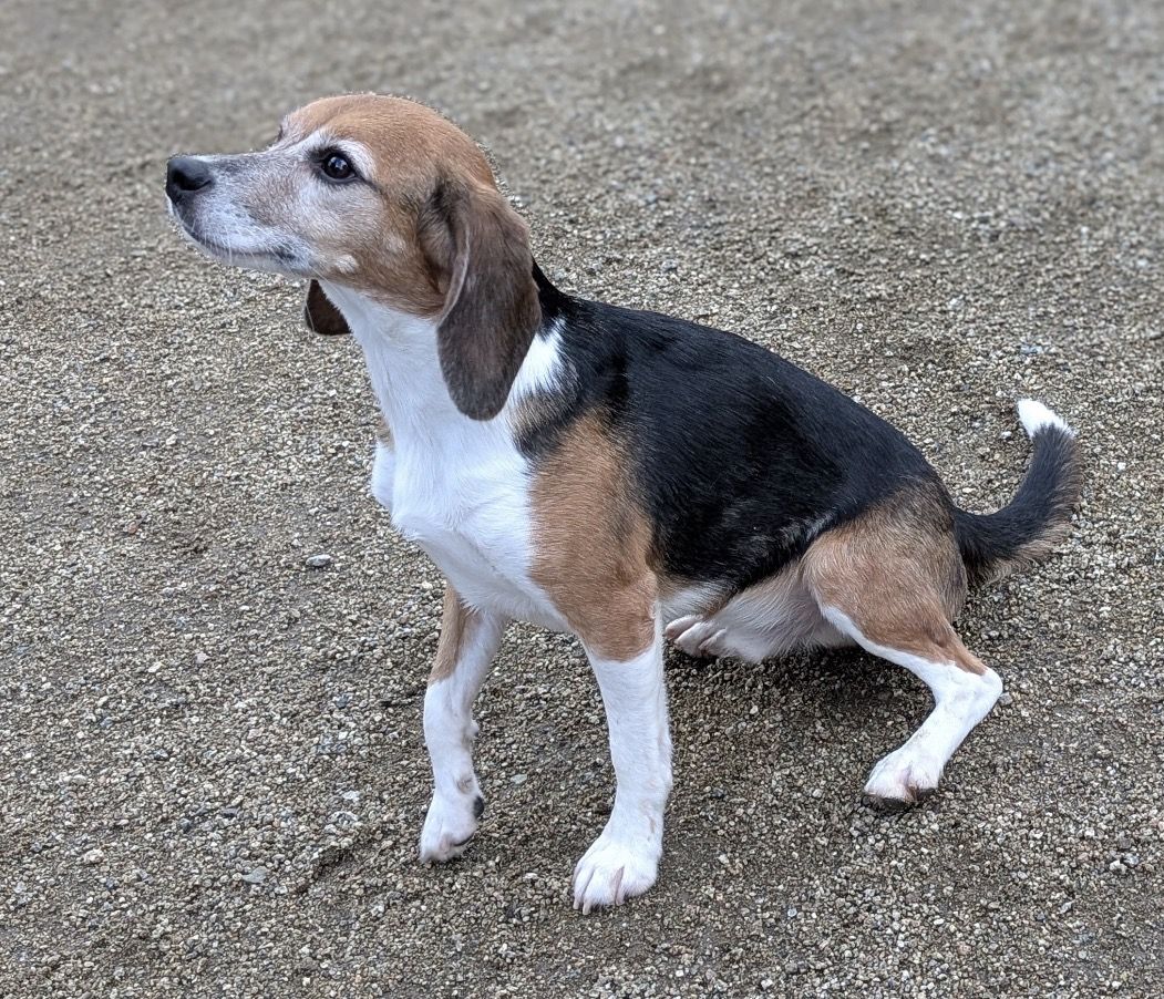 Nero , Rüde, 2 Jahre