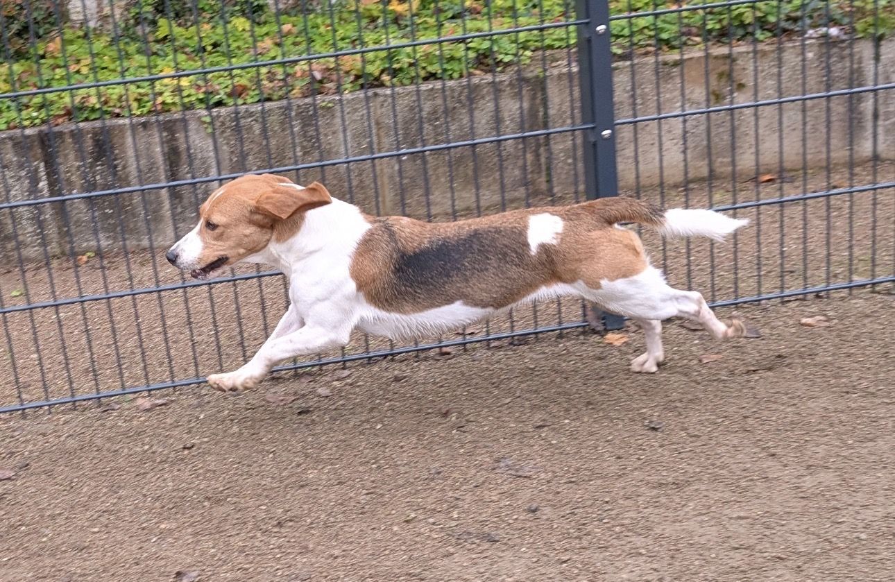 Riley, Hündin, 3 Jahre