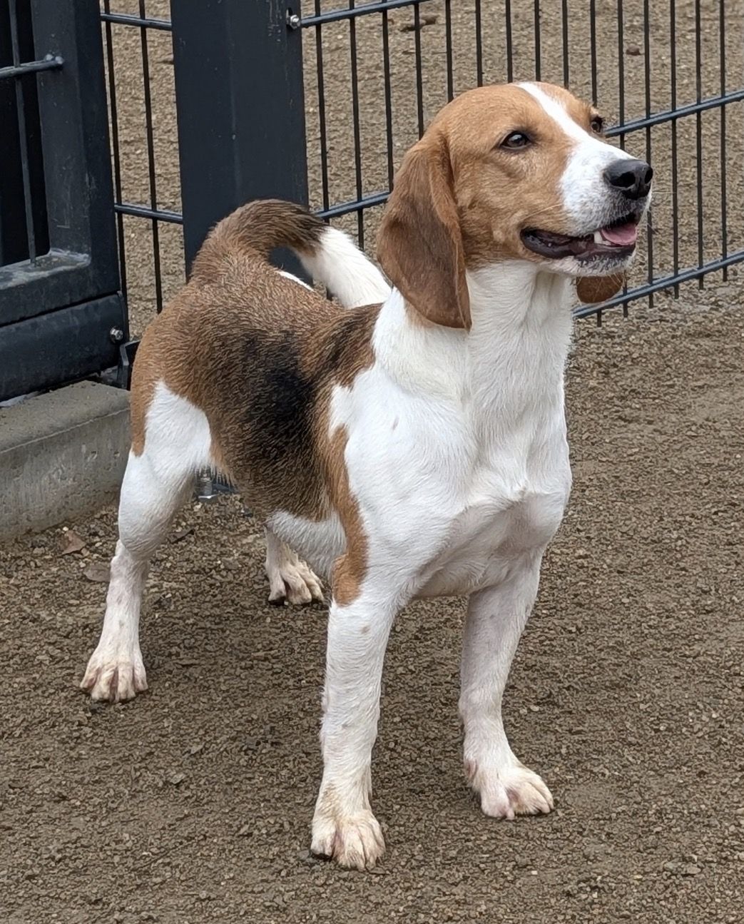 Riley, Hündin, 3 Jahre