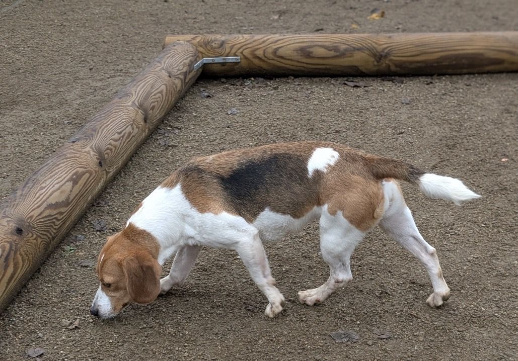 Riley, Hündin, 3 Jahre