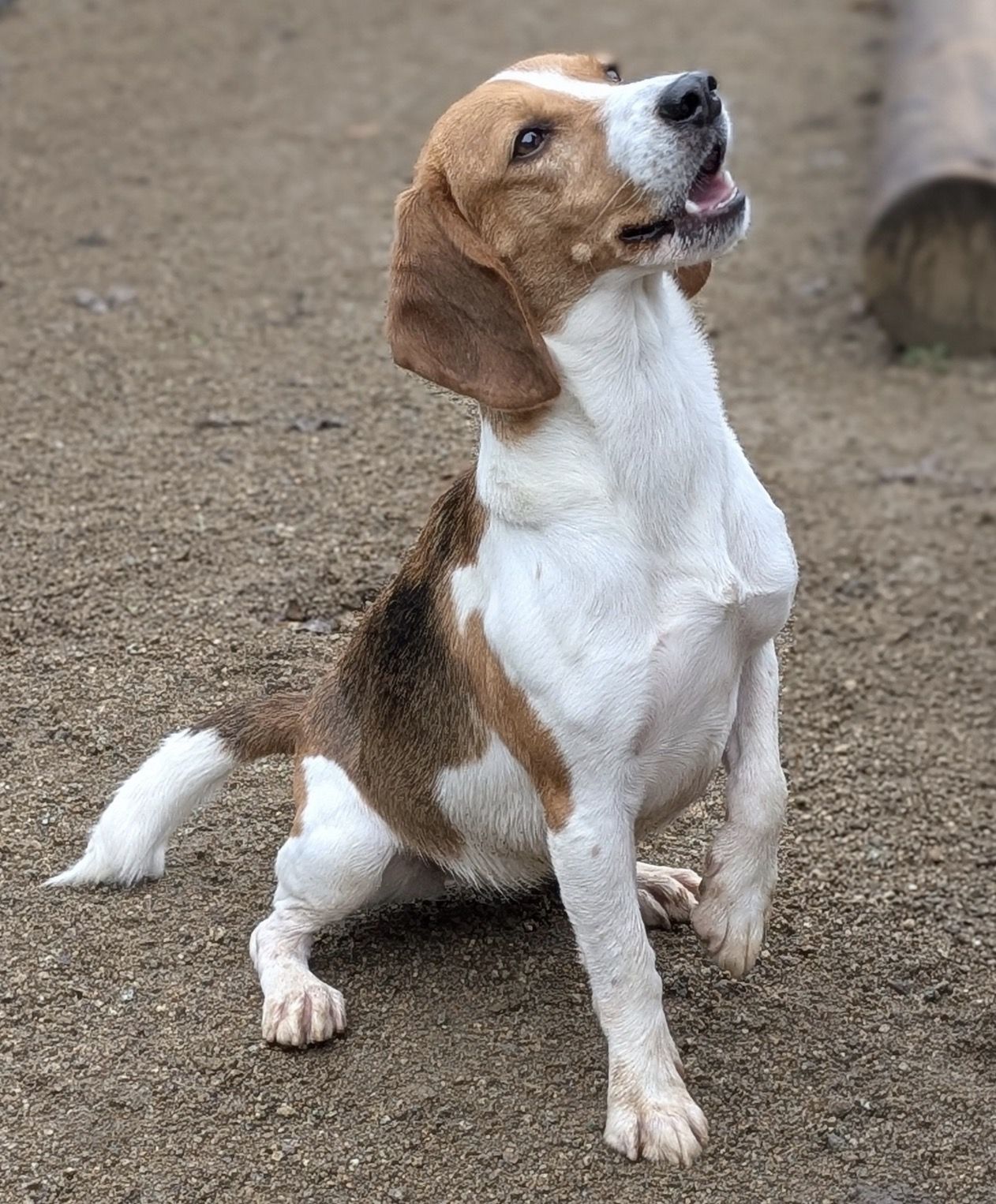 Riley, Hündin, 3 Jahre