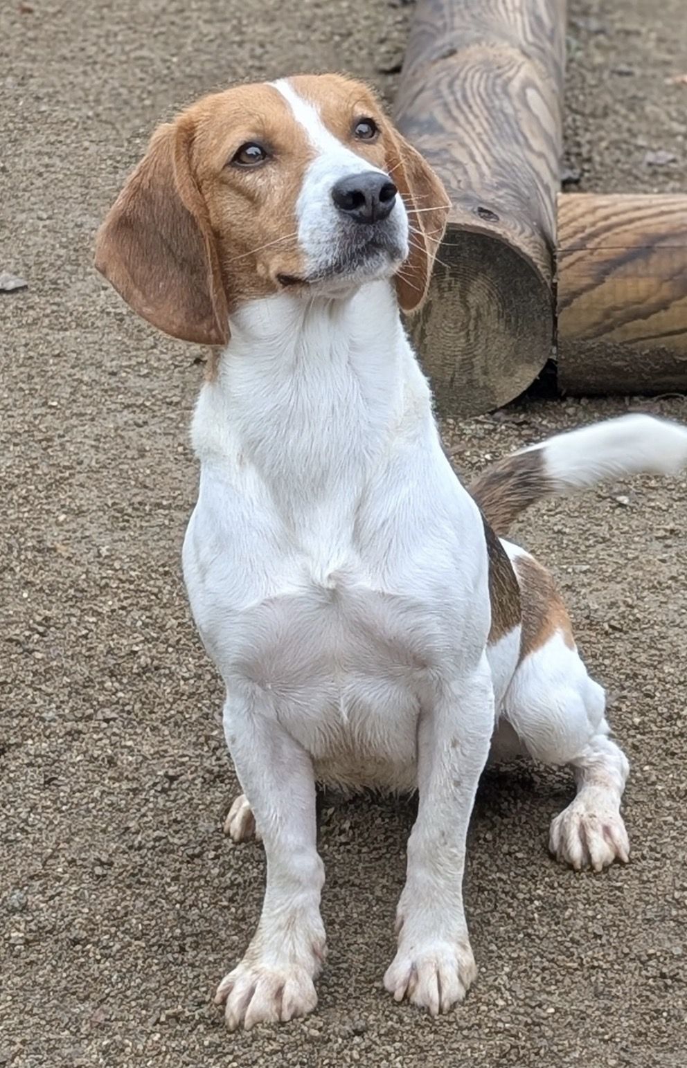 Riley, Hündin, 3 Jahre