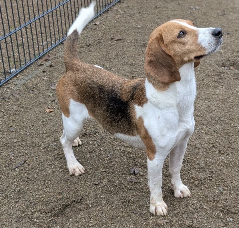 Riley, Hündin, 3 Jahre