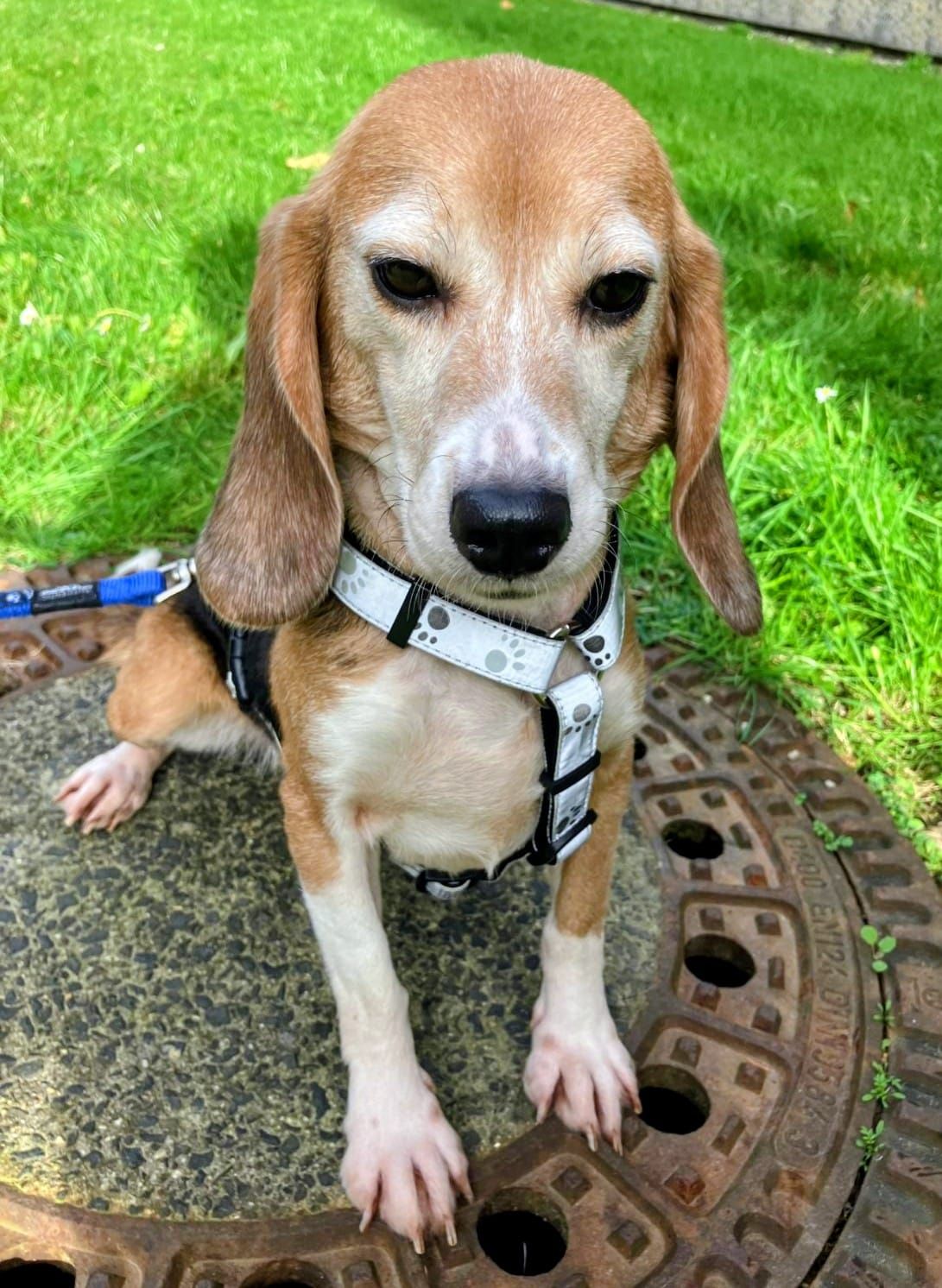 Irmchen, Hündin, 3 Jahre