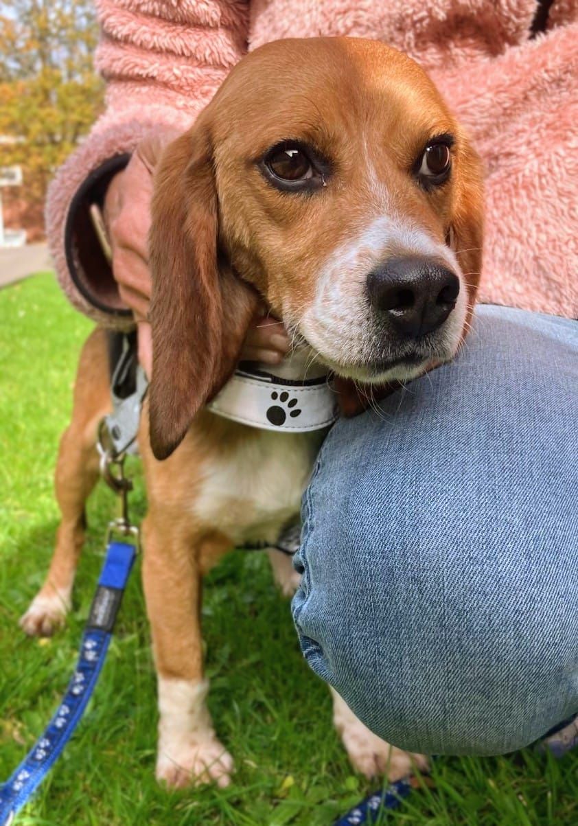 Eddie, Rüde, 3 Jahre