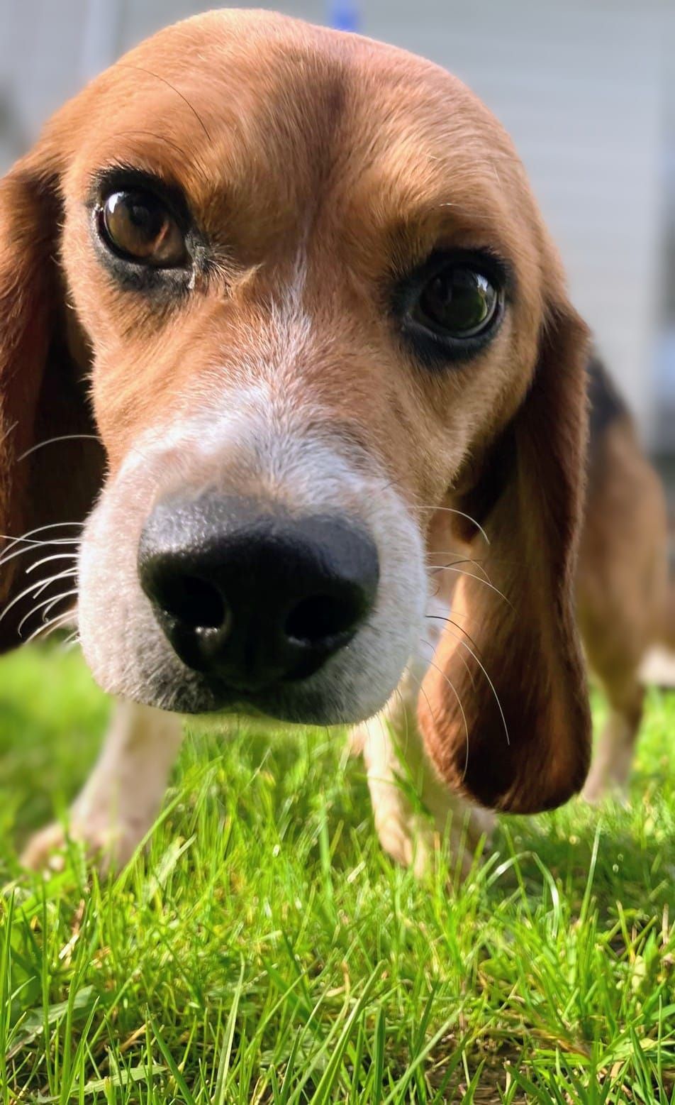 Eddie, Rüde, 3 Jahre