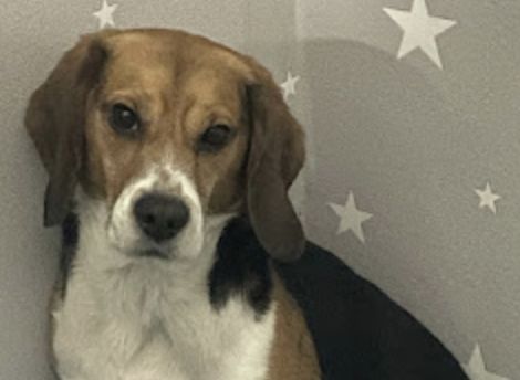 Fritzi, Rüde, 3 Jahre