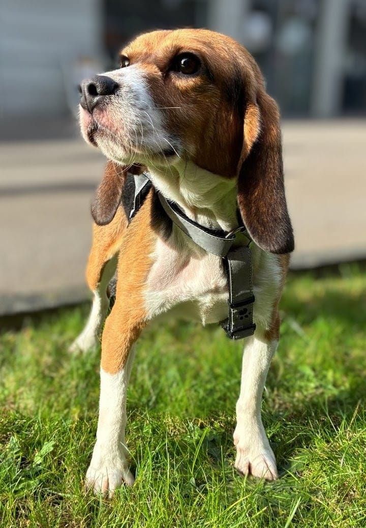 Fritzi, Rüde, 3 Jahre