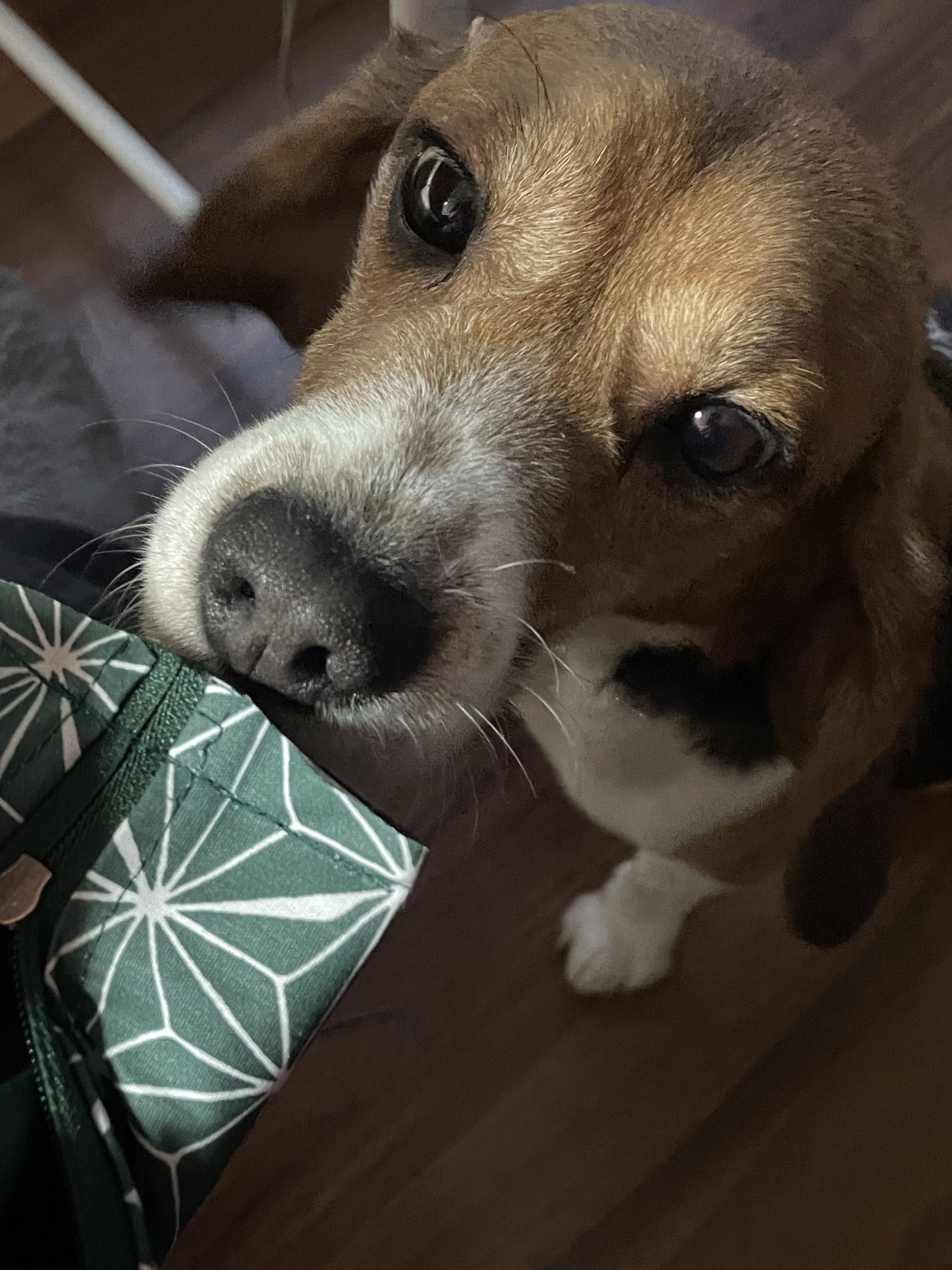 Fritzi, Rüde, 3 Jahre