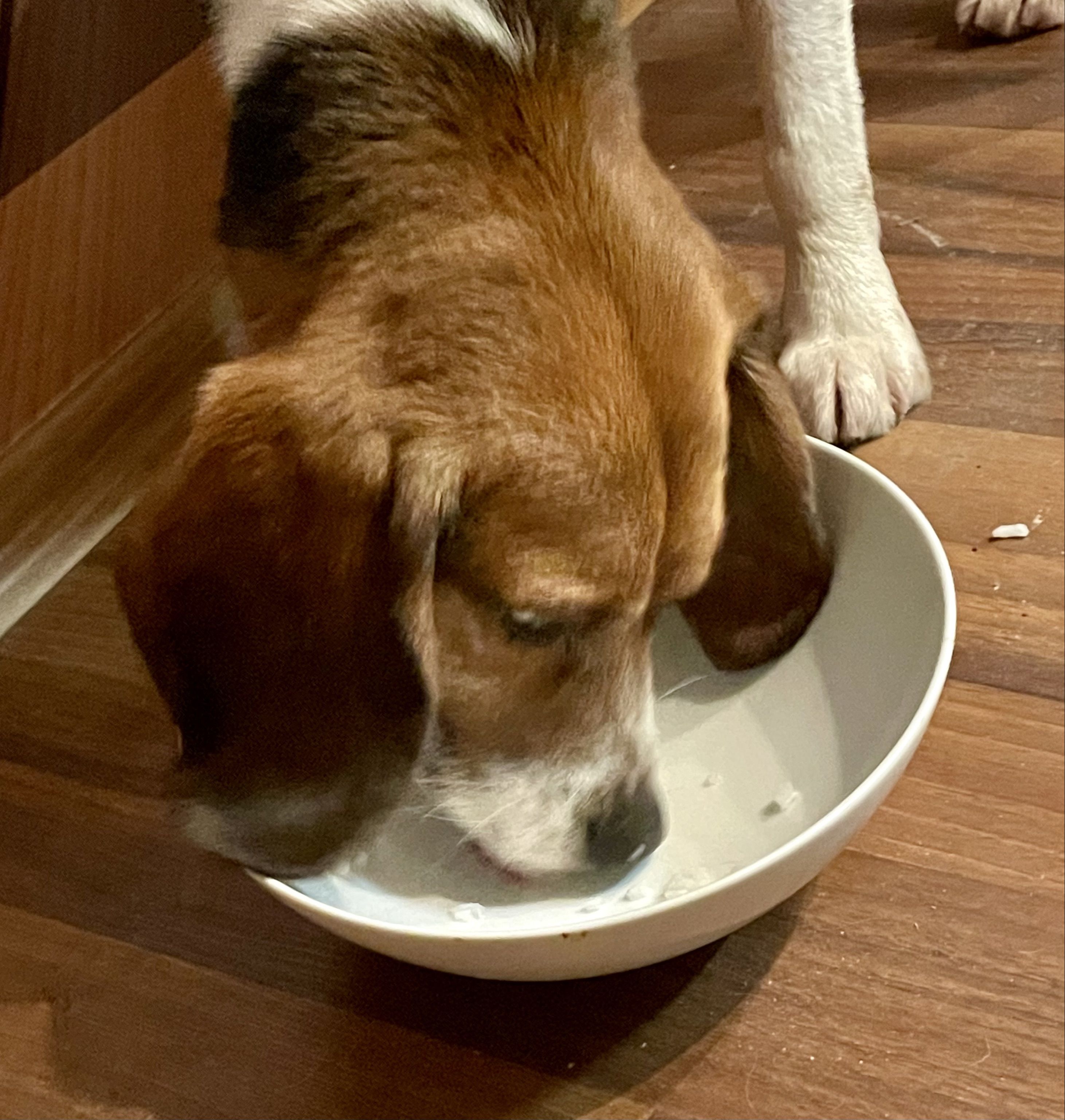 Fritzi, Rüde, 3 Jahre