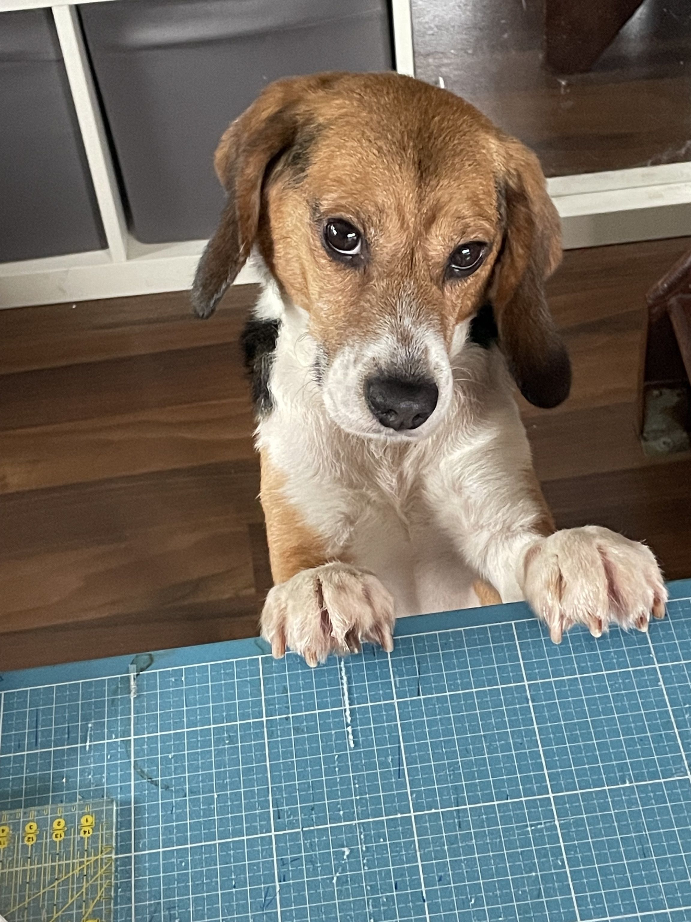 Fritzi, Rüde, 3 Jahre