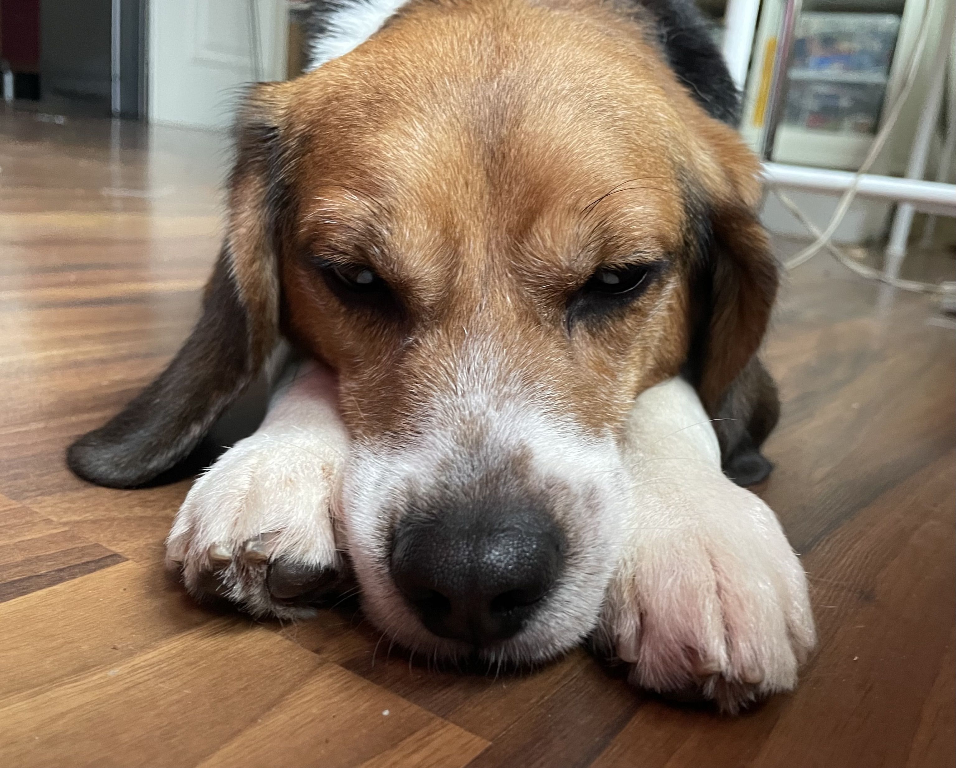 Fritzi, Rüde, 3 Jahre