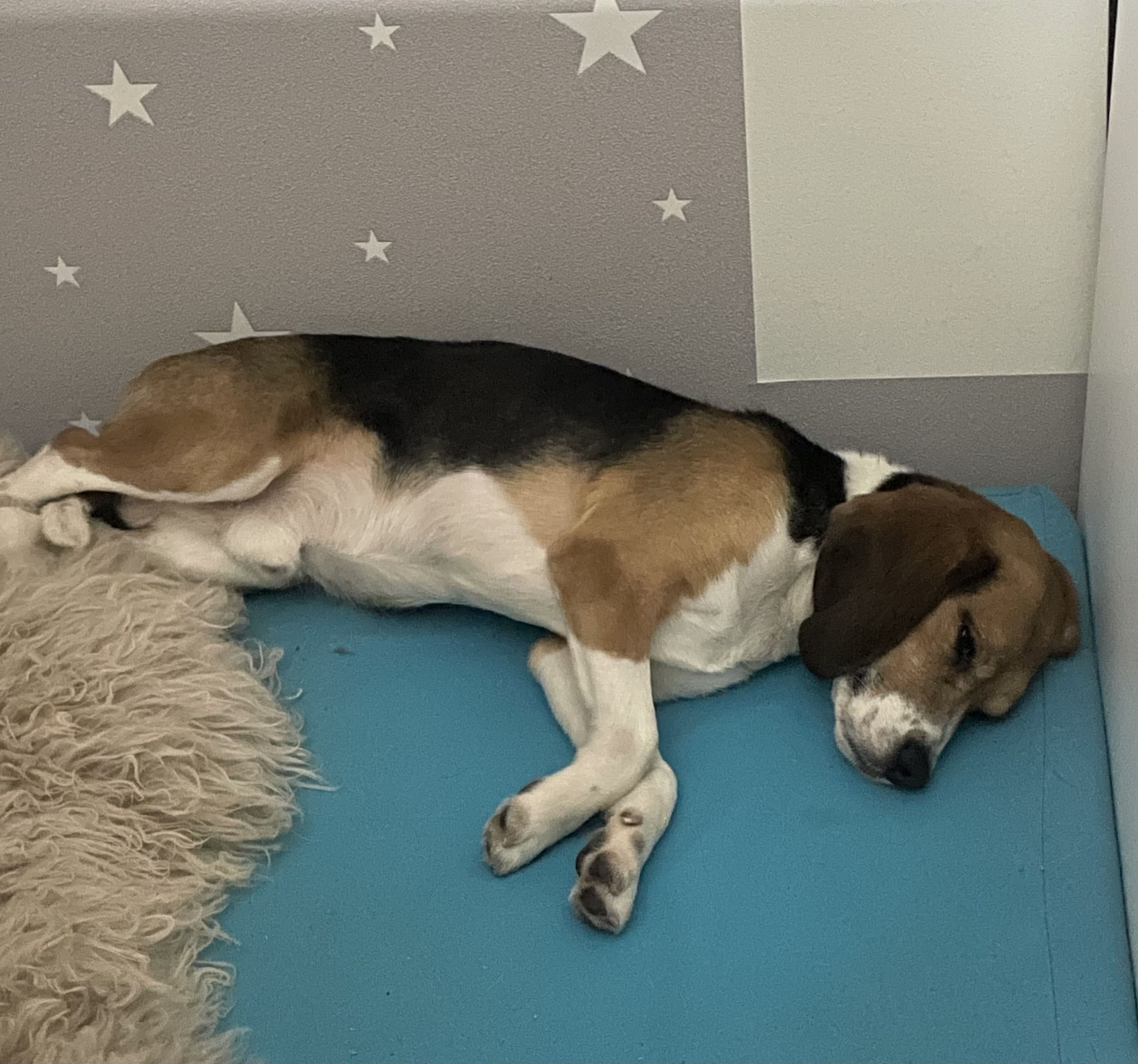 Fritzi, Rüde, 3 Jahre