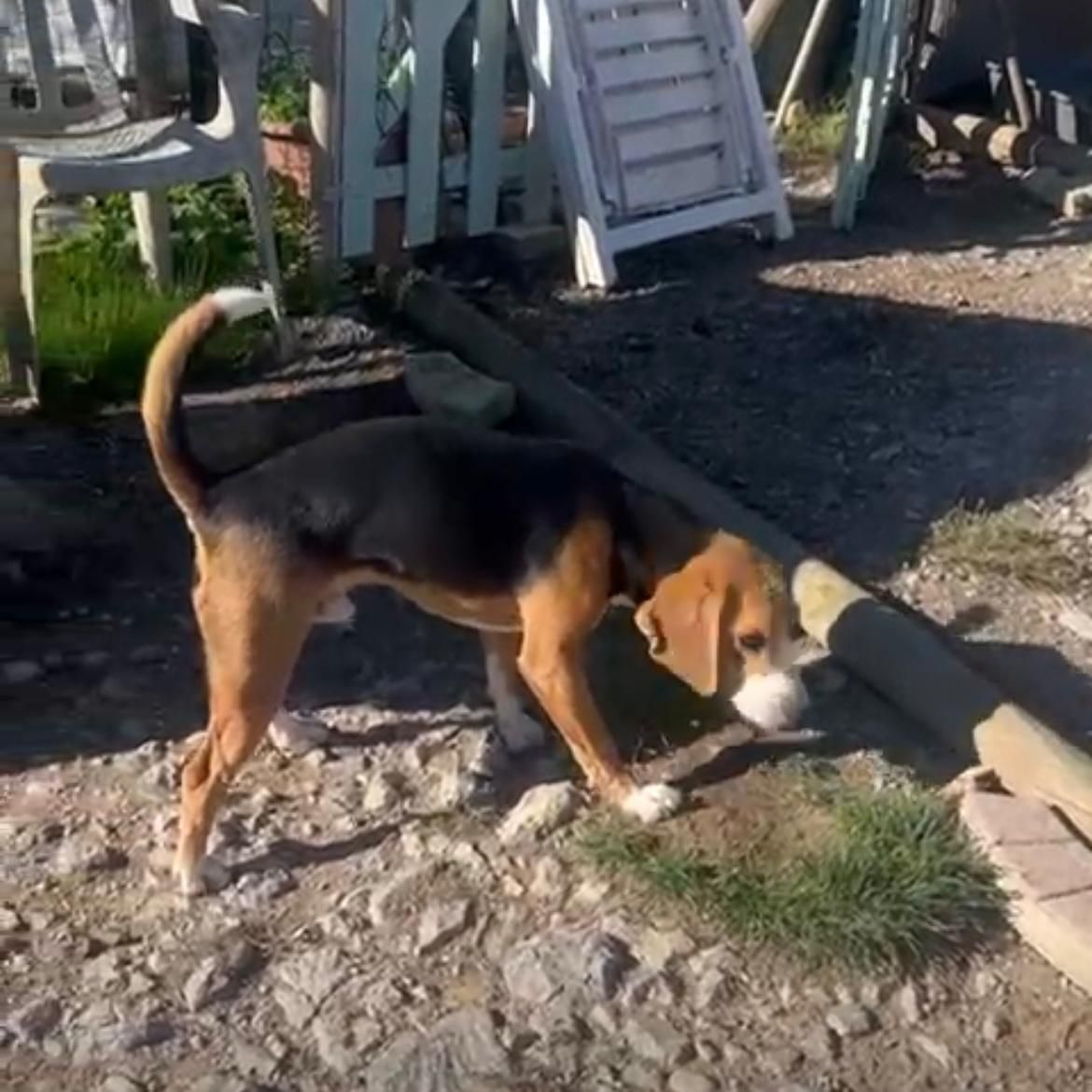 Florenzo, Rüde, 1 Jahr