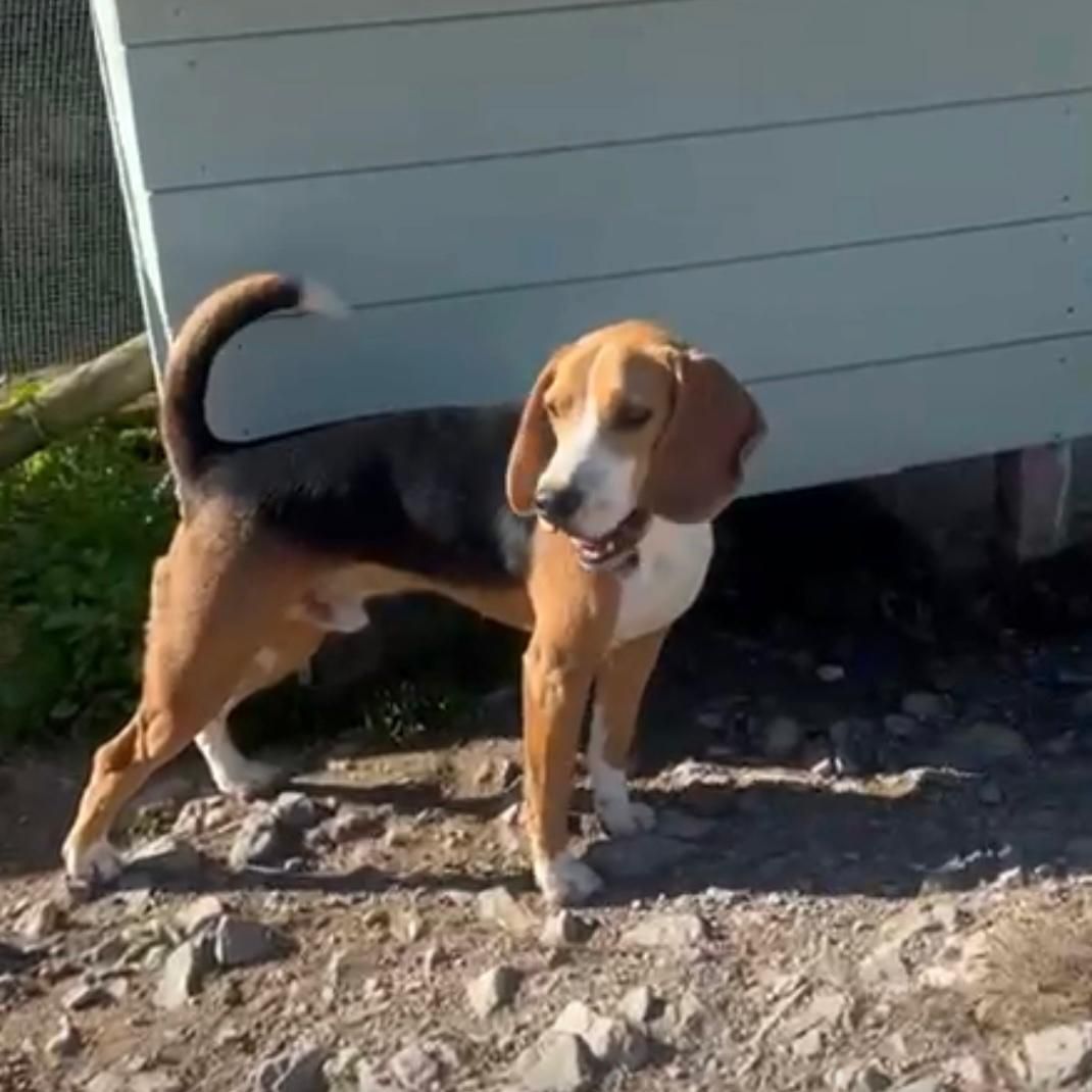 Florenzo, Rüde, 1 Jahr