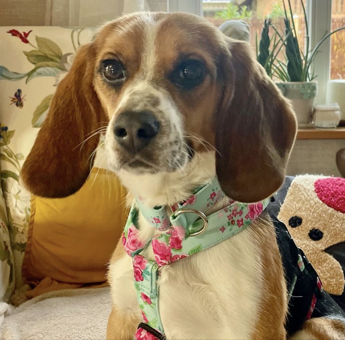 Pünktchen, Hündin, 1 Jahr