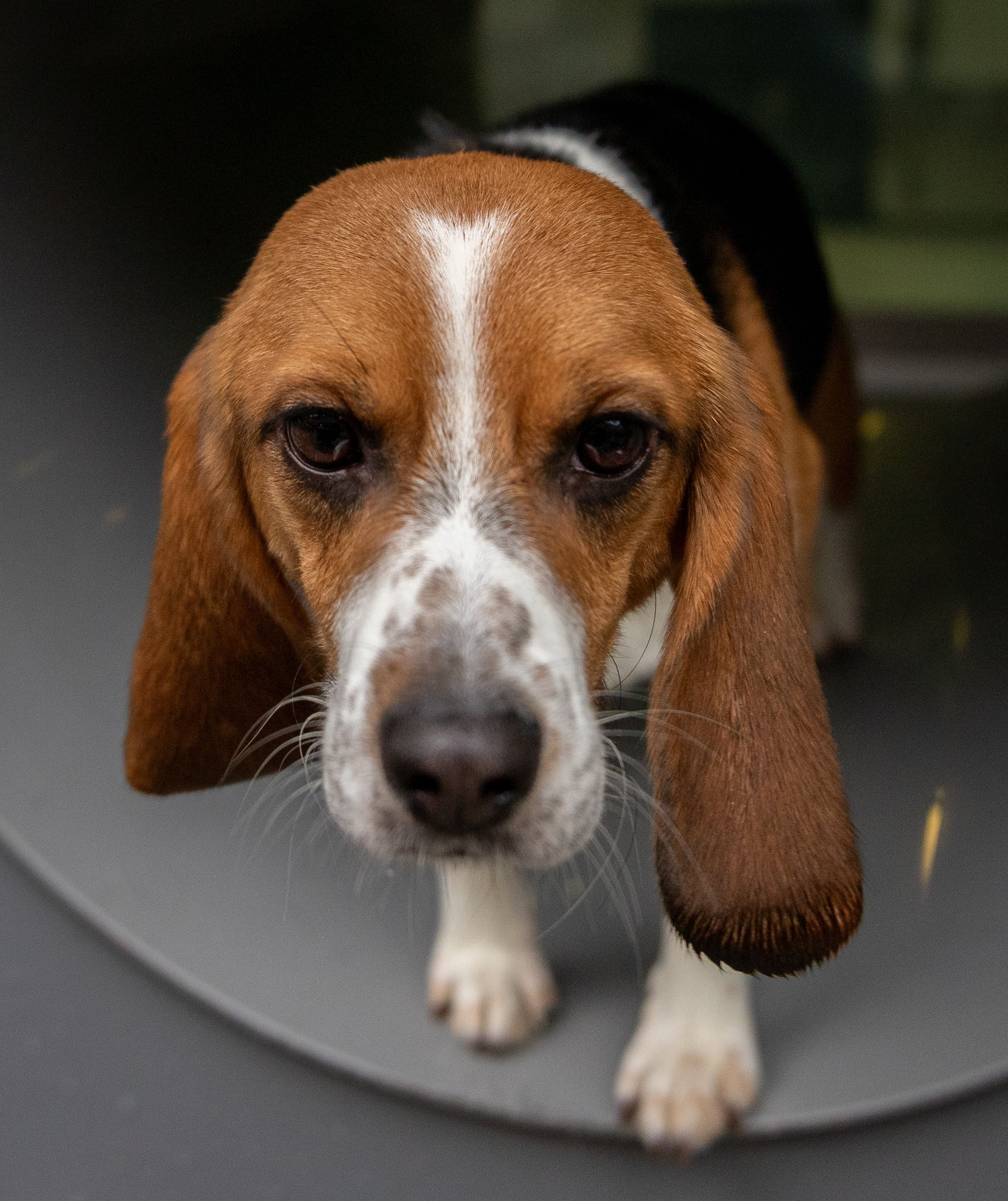 Pünktchen, Hündin, 1 Jahr