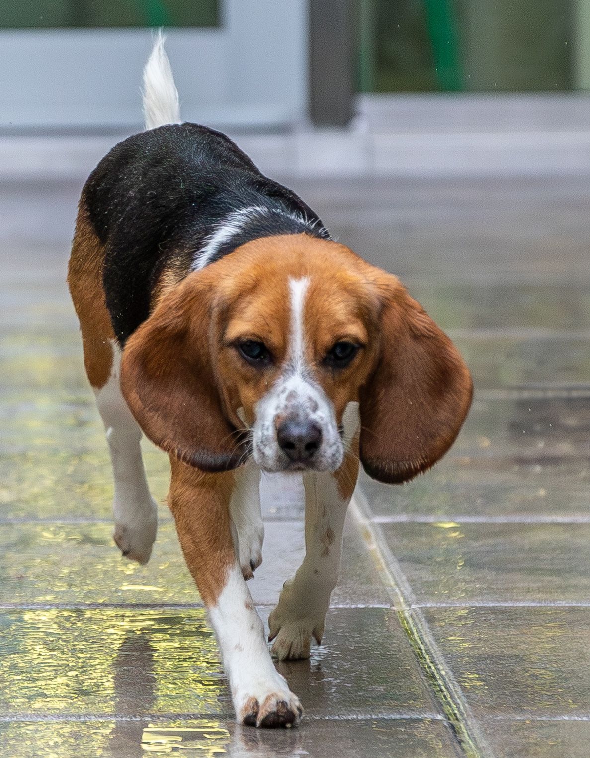 Pünktchen, Hündin, 1 Jahr