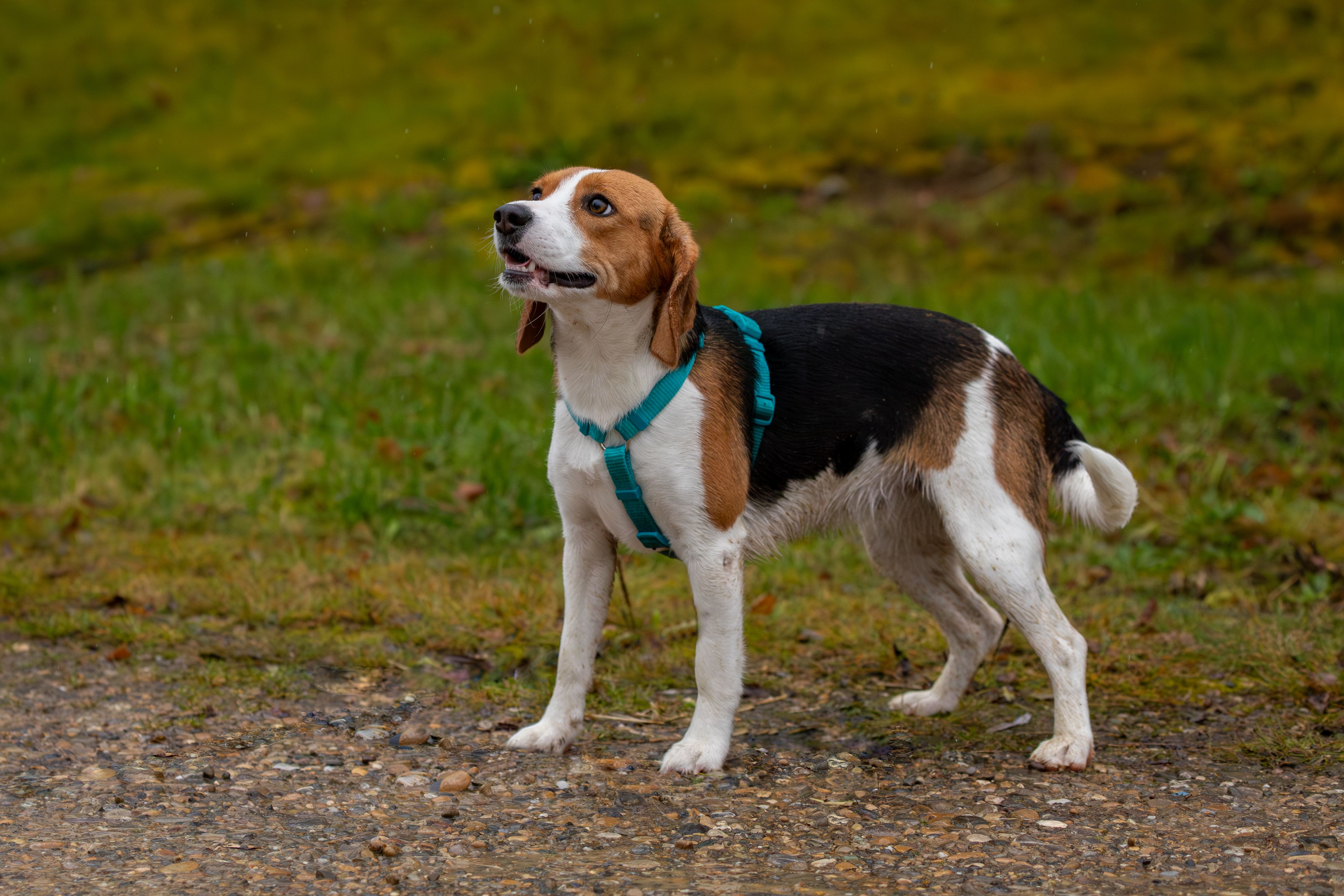 Ida, Hündin, 1 Jahr