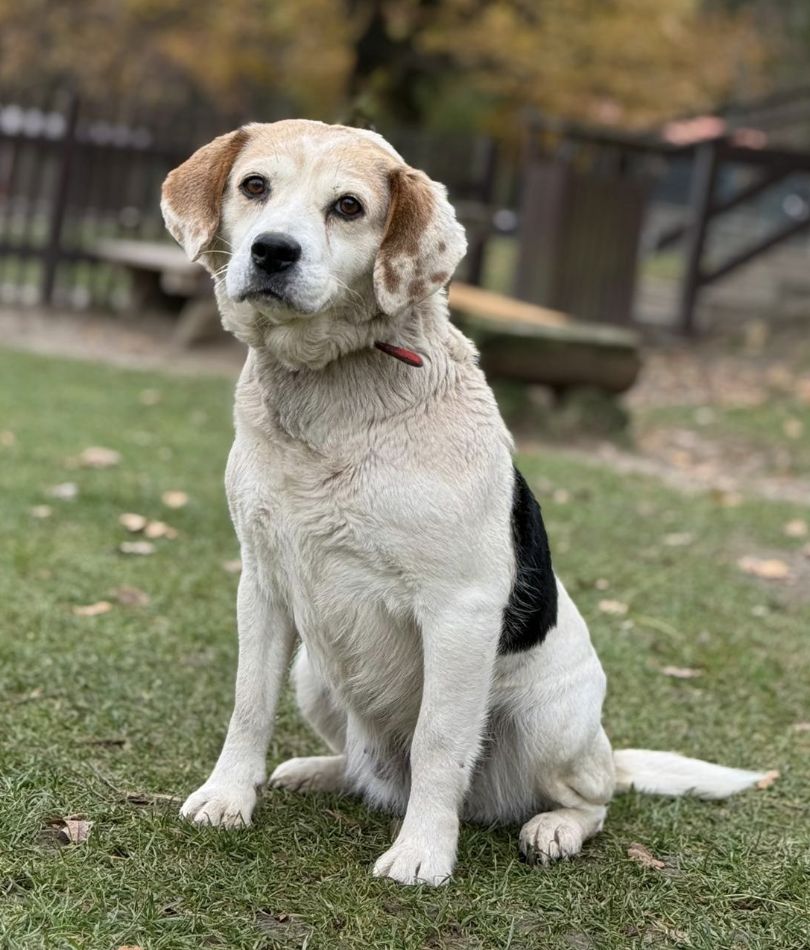 Hanka, Hündin, 9 Jahre