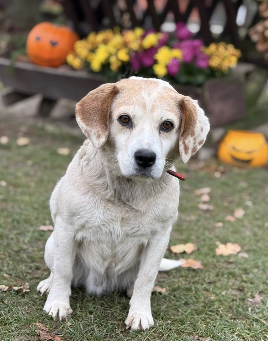 Hanka, Hündin, 9 Jahre