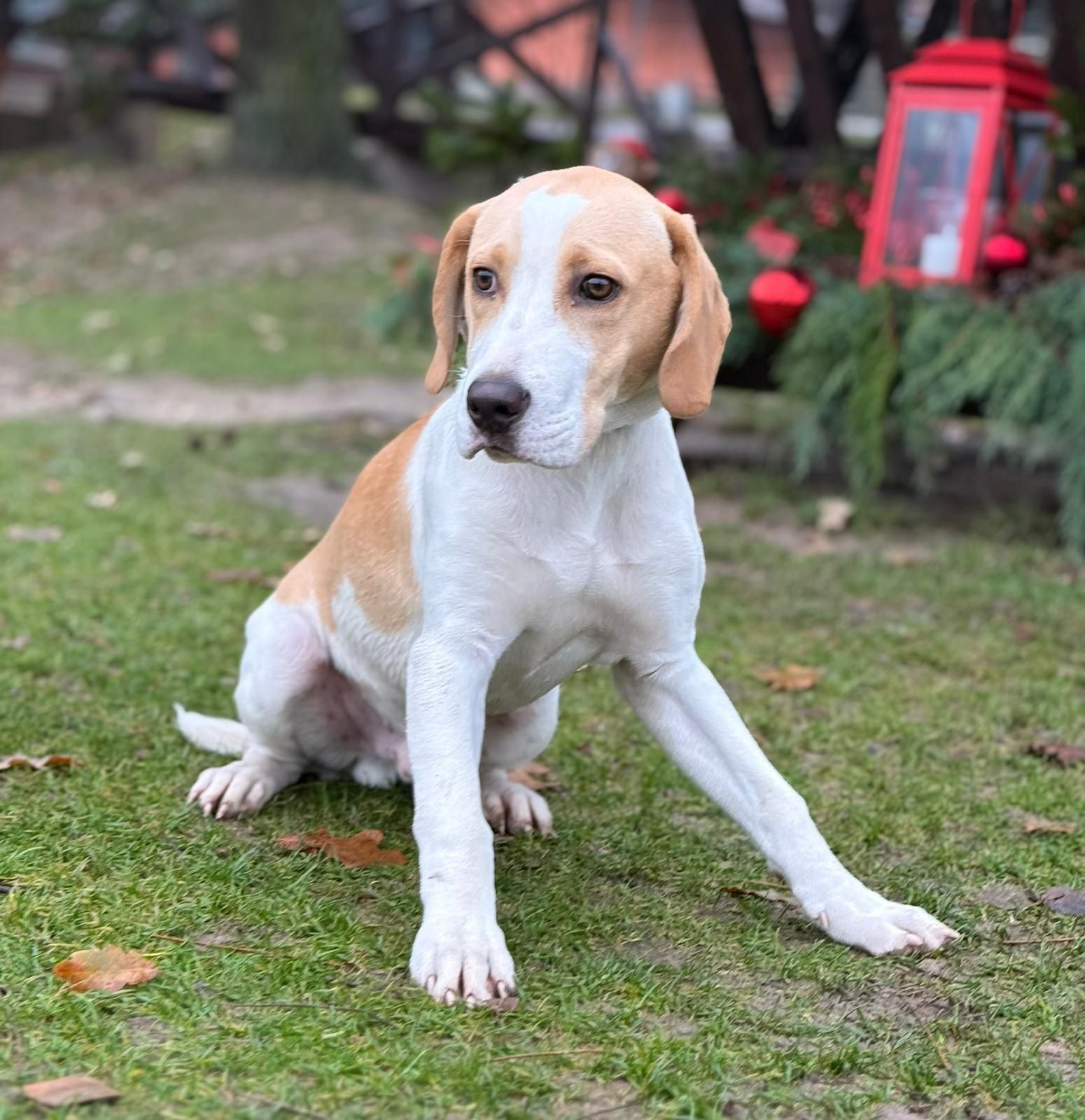 Rony (SK), Rüde, 5 Monate