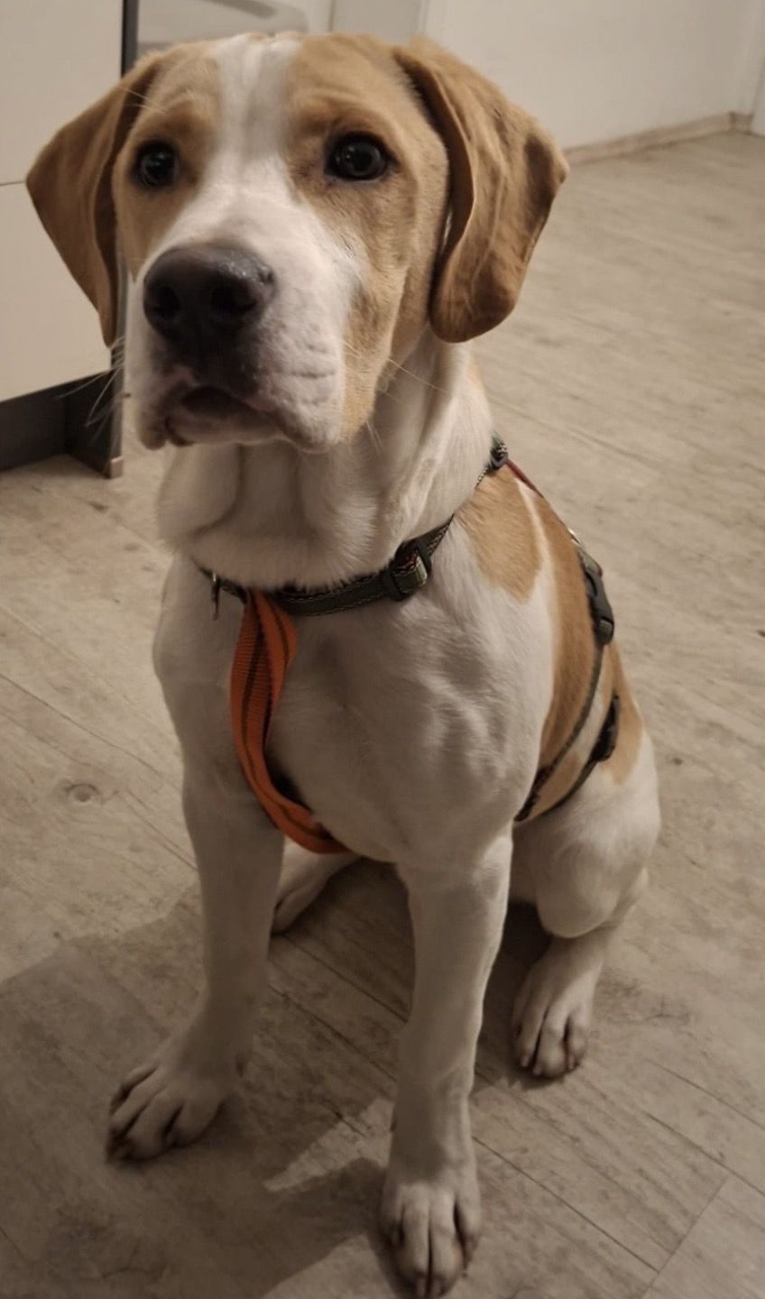 Ronny (SK), Rüde, 7 Monate