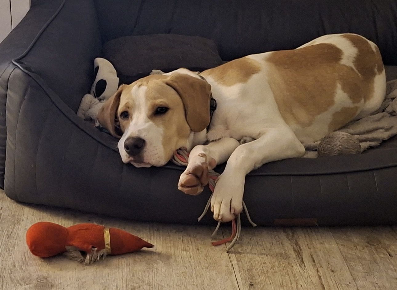 Ronny (SK), Rüde, 7 Monate