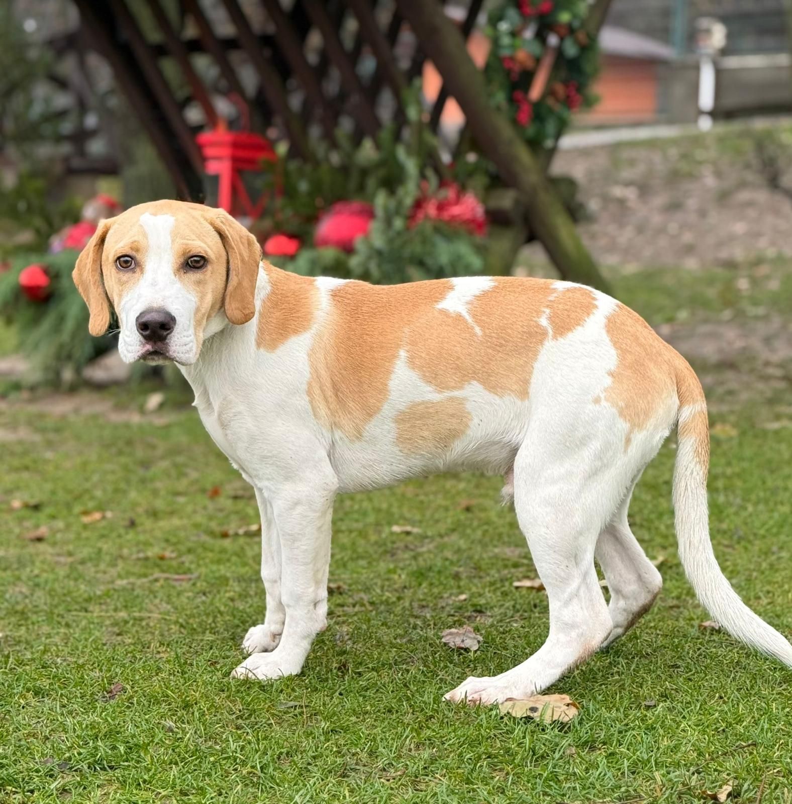 Rony (SK), Rüde, 5 Monate