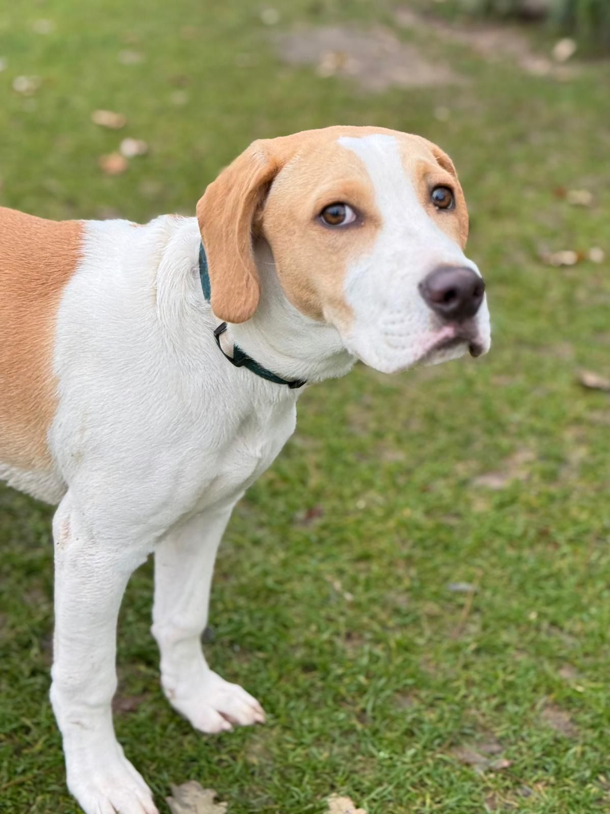 Rony (SK), Rüde, 5 Monate