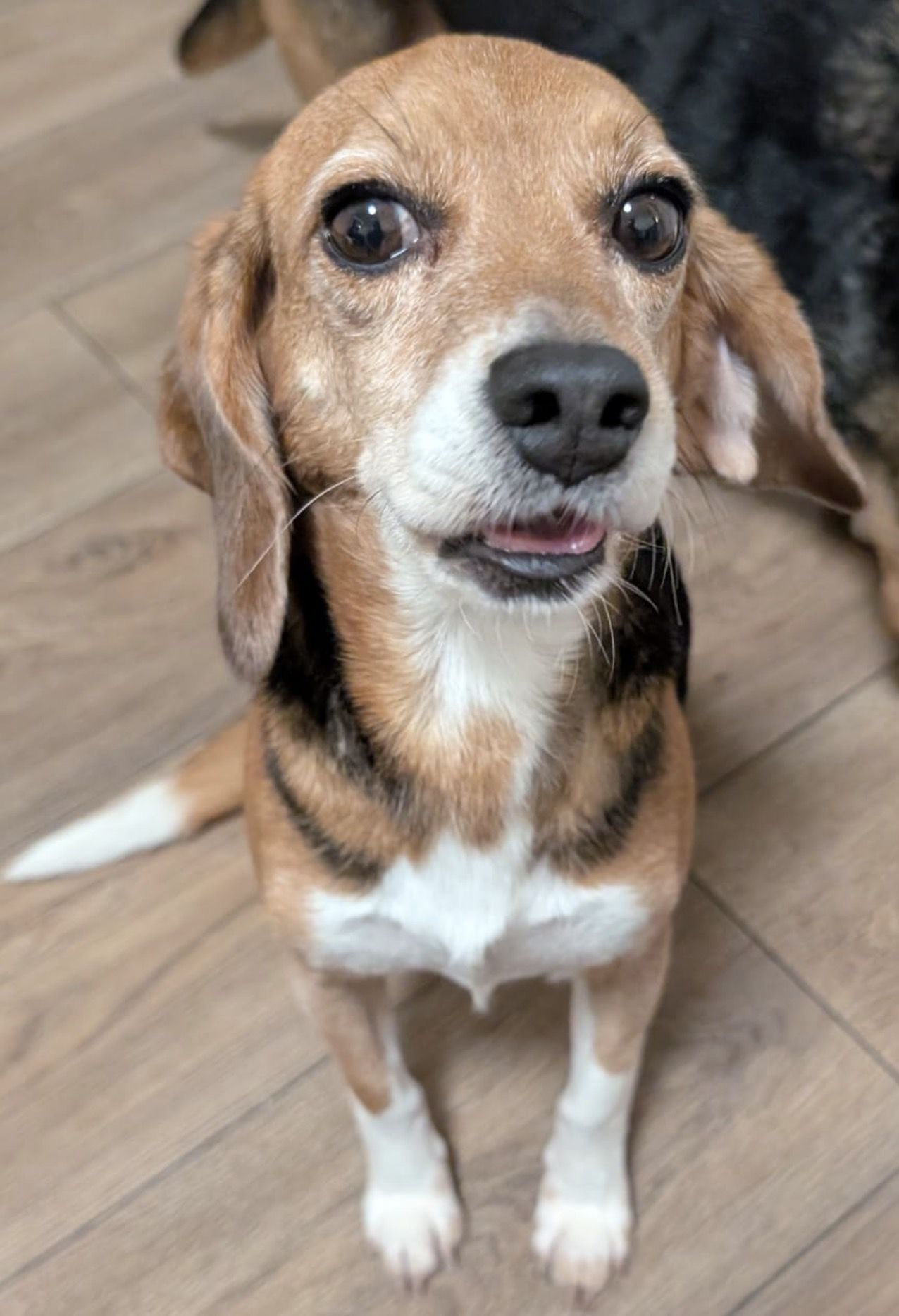 Abby, Hündin, 5 Jahre