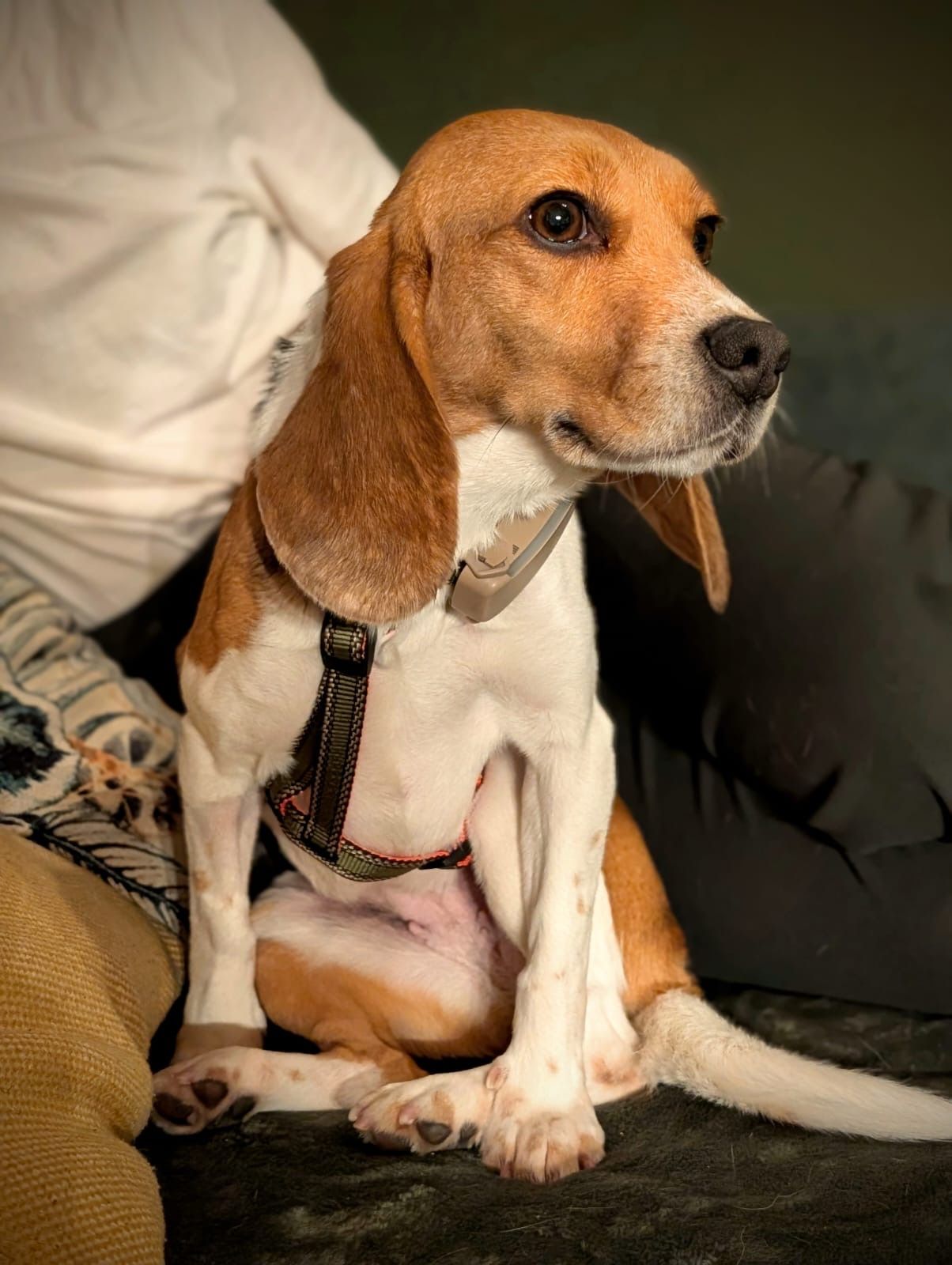 Mira, Hündin, 5 Jahre