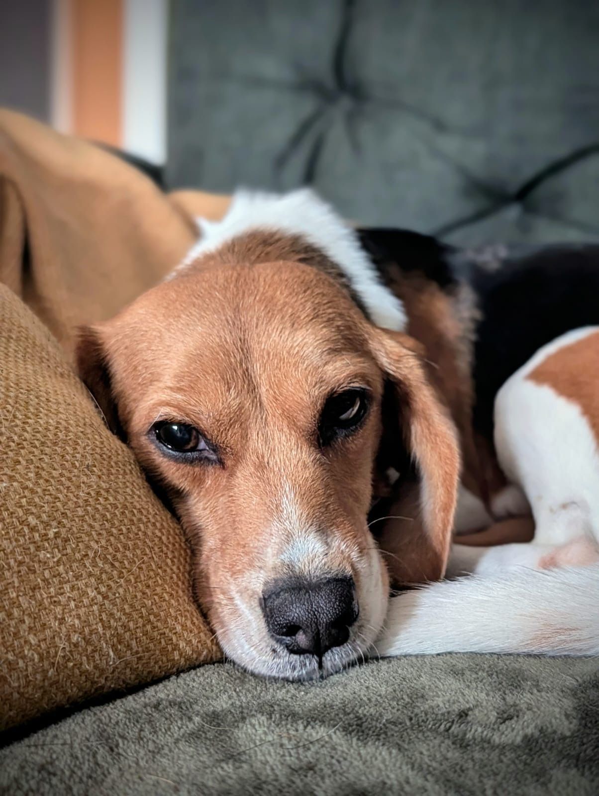 Mira, Hündin, 5 Jahre